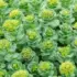 Green Rhodiola rosea plants with yellowish flower clusters.