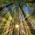 Sunlight streaming through tall trees in a dense forest, with a clear blue sky above.