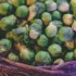 Basket filled with fresh Brussels sprouts.