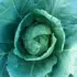 Close-up of a green cabbage with water droplets on its leaves.