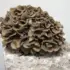 Brown maitake mushroom cluster on a white block.