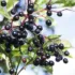 Elderberries on a branch with green leaves against a blue sky.