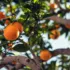 Oranges hanging on a tree with green leaves and sunlight filtering through branches.