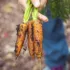 Hand holding three freshly picked carrots with soil.