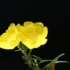 Yellow evening primrose flowers against a black background.