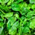 Fresh green spinach leaves piled together.