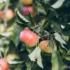 Red and green apples hanging on a tree branch with green leaves.