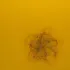 Yellow flower with black stamens on a matching yellow background.