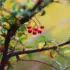 Red berries and green leaves on a branch with a blurred yellow background.