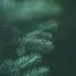 Close-up of green pine needles against a dark background.