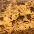 Close-up of a honeycomb with hexagonal cells filled with honey and pollen.