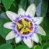 Passionflower with white petals, purple filaments, and green leaves in the background.