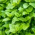 Green lemon balm leaves growing densely.