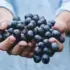 Hands holding a bunch of dark grapes outdoors.