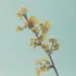 Ginkgo branch with fan-shaped leaves against a pale blue background.