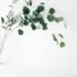 Eucalyptus branches in a clear glass vase against a plain white background.