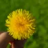 Yellow dandelion held against a blurred green background.