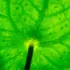 Close-up of a green leaf with visible veins and a central stem.