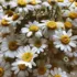 White daisies with yellow centres in a dense cluster.