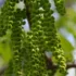 Green catkins hanging from a tree branch with blurred leaves in the background.