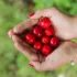Hands holding red cherries with green background.