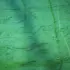 Green textured surface with wavy patterns and vertical lines.