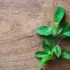 Fresh oregano sprig on a wooden surface.