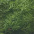 Close-up of lush green fern leaves overlapping each other.
