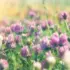 Purple clover flowers in a sunlit meadow.