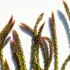 Close-up of green and red spiky plant stems casting shadows on a white background.