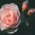 Pink rose in bloom with two buds against a dark background.