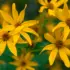 Yellow flowers with long petals and brown centres against a blurred green background.