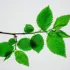 Green branch with serrated leaves on a white background.