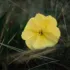 Yellow evening primrose flower among green grass.