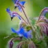 Blue borage flowers with fuzzy stems against a blurred green background.