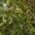 Neem tree branches with small white flowers and elongated green leaves.