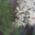 White bottlebrush flowers on a branch with green needle-like leaves.
