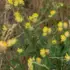 Yellow wildflowers with green leaves in a grassy field.