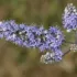 Purple and white flowering spike of a plant against a blurred background.