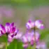 Purple and white flowers in a green field.