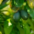 Two avocados hanging from a tree with green leaves.