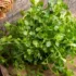 Fresh green herbs on a wooden plate next to a woven basket.