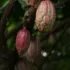Cocoa pods growing on a tree branch with green leaves in the background.