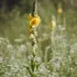 Tall yellow mullein flower in a meadow with blurred greenery in the background.