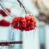Red berries covered in ice, hanging from a branch.