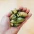Hand holding fresh green hops against a blurred background.