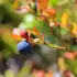 Blueberry on a branch with red and green leaves in sunlight.