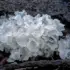 White jelly fungus on dark wood background.