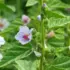 Marshmallow plant with pink flowers and green leaves in a garden setting.