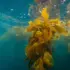 Underwater view of brown seaweed in clear blue water.